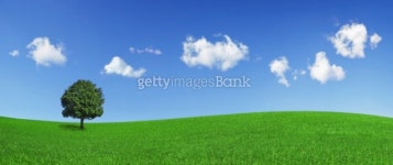 Lonely tree on a green field (XXLarge) 이미지 (92948022) - 게티이미지뱅크 Lonely tree on a green field (XXLarge)