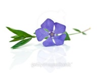 blue flower 이미지 (100892084) - 게티이미지뱅크 blue flower