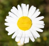 Close-up of daisy 이미지 (91817517) - 게티이미지뱅크 Close-up of daisy