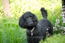 Royal Poodle 이미지 (152503601) - 게티이미지뱅크 Royal Poodle