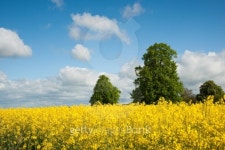 Rapeseed and trees 이미지 (148232598) - 게티이미지뱅크 Rapeseed and trees