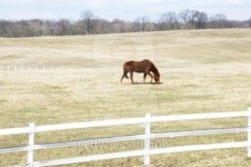 Lone Brown Horse Grazing 이미지 (92189767) - 게티이미지뱅크 Lone Brown Horse Grazing