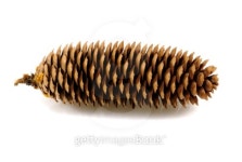fir cone 이미지 (100552372) - 게티이미지뱅크 fir cone