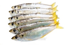 Fresh sea fishes 이미지 (118366673) - 게티이미지뱅크 Fresh sea fishes