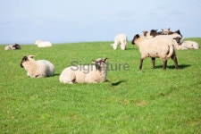 sheep 이미지 (182362607) - 게티이미지뱅크 sheep