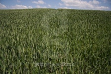 Green field 이미지 (148231471) - 게티이미지뱅크 Green field