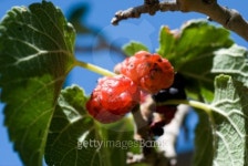 mulberry bush 이미지 (151551432) - 게티이미지뱅크 mulberry bush
