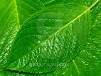 leaf 1 이미지 (101844088) - 게티이미지뱅크 leaf 1