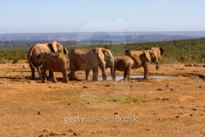 Elephant Herd 이미지 (95300850) - 게티이미지뱅크 Elephant Herd