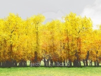 Autumn scenery 이미지 (100476905) - 게티이미지뱅크 Autumn scenery