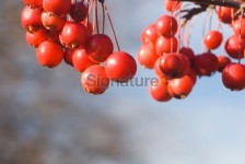 Crabapple fruits on the tree - VI 이미지 (182243061) - 게티이미지뱅크 Crabapple fruits on the tree - VI