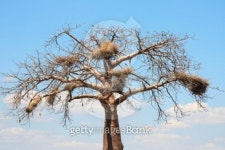 Baobab crown with big nests 이미지 (91540164) - 게티이미지뱅크 Baobab crown with big nests
