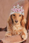 Princess dachshund 2 이미지 (101372858) - 게티이미지뱅크 Princess dachshund 2
