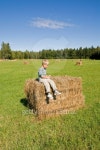 Young boy sitting on a bale of hay in field 이미지 (106416144) - 게티이미지뱅크 Young boy sitting on a bale of hay in field