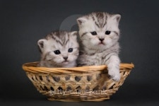 Two British Shorthair kittens. 이미지 (100427048) - 게티이미지뱅크 Two British Shorthair kittens.