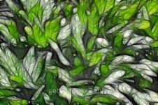 Nature details: leaves 이미지 (100815630) - 게티이미지뱅크 Nature details: leaves