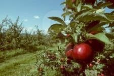 Red Empire apples on the tree in an orchard 이미지 (100846171) - 게티이미지뱅크 Red Empire apples on the tree in an orchard