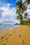 Footprints on Wild Deserted Beach 이미지 (92101460) - 게티이미지뱅크 Footprints on Wild Deserted Beach