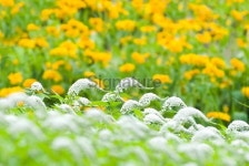 Gooseneck Loosestrife (Lysimachia clethroides) - II 이미지 (176005953) - 게티이미지뱅크 Gooseneck Loosestrife (Lysimachia... 