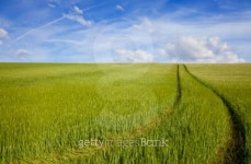 Green Field Blue Sky 이미지 (93500598) - 게티이미지뱅크 Green Field Blue Sky