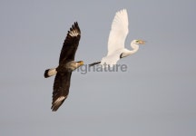 Crested Caracara Great Egret Dogfight 이미지 (479133443) - 게티이미지뱅크 Crested Caracara Great Egret Dogfight