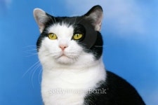Black and White Cat Posing 이미지 (95390378) - 게티이미지뱅크 Black and White Cat Posing
