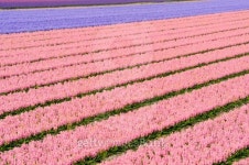 Field of various colored hyacinths 이미지 (147036009) - 게티이미지뱅크 Field of various colored hyacinths