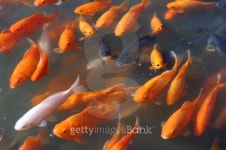 Fishes at Tongli 이미지 (146741165) - 게티이미지뱅크 Fishes at Tongli