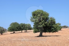Carob Trees in Cyprus 이미지 (93492725) - 게티이미지뱅크 Carob Trees in Cyprus