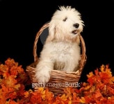 Shaggy dog in fall basket 이미지 (155324908) - 게티이미지뱅크 Shaggy dog in fall basket