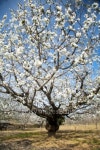 tall almond tree 이미지 (100653862) - 게티이미지뱅크 tall almond tree