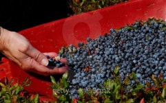 Picking Berries 이미지 (91788414) - 게티이미지뱅크 Picking Berries