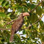 crowned hornbill 이미지 (95422582) - 게티이미지뱅크 crowned hornbill
