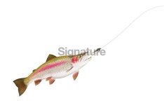 Trout Chasing Fly 이미지 (173919577) - 게티이미지뱅크 Trout Chasing Fly