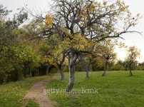 Dirt Road through Beech Forest 이미지 (121547944) - 게티이미지뱅크 Dirt Road through Beech Forest