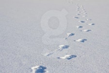 Footsteps in snow 이미지 (95019763) - 게티이미지뱅크 Footsteps in snow