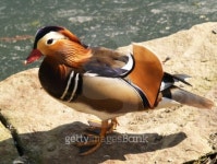 Mandarin duck 이미지 (93218438) - 게티이미지뱅크 Mandarin duck