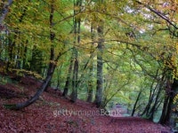 Forest and path in autumn time 이미지 (94158146) - 게티이미지뱅크 Forest and path in autumn time