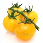 TOMATO 이미지 (101078299) - 게티이미지뱅크 TOMATO