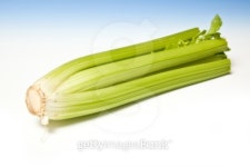 Bunch of celery  on a graduated blue studio background. 이미지 (100387584) - 게티이미지뱅크 Bunch of celery  on a graduated... 