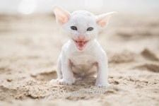 white kitten 이미지 (93122955) - 게티이미지뱅크 white kitten
