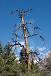 Dead Tree 이미지 (151567421) - 게티이미지뱅크 Dead Tree