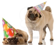 birthday dogs 이미지 (100756582) - 게티이미지뱅크 birthday dogs