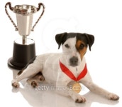 winning dog with trophy 이미지 (95189567) - 게티이미지뱅크 winning dog with trophy