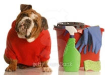 house breaking a puppy 이미지 (100468272) - 게티이미지뱅크 house breaking a puppy