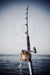 Big Game Fishing 이미지 (146809326) - 게티이미지뱅크 Big Game Fishing