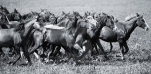 A herd of young horses 이미지 (101456988) - 게티이미지뱅크 A herd of young horses