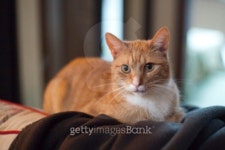 my sweet pet 이미지 (100299175) - 게티이미지뱅크 my sweet pet