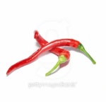 Two hot chili peppers 이미지 (95090115) - 게티이미지뱅크 Two hot chili peppers