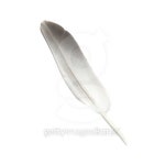 Birds feather 이미지 (100902741) - 게티이미지뱅크 Birds feather